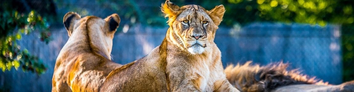 34 e 35. Animais
